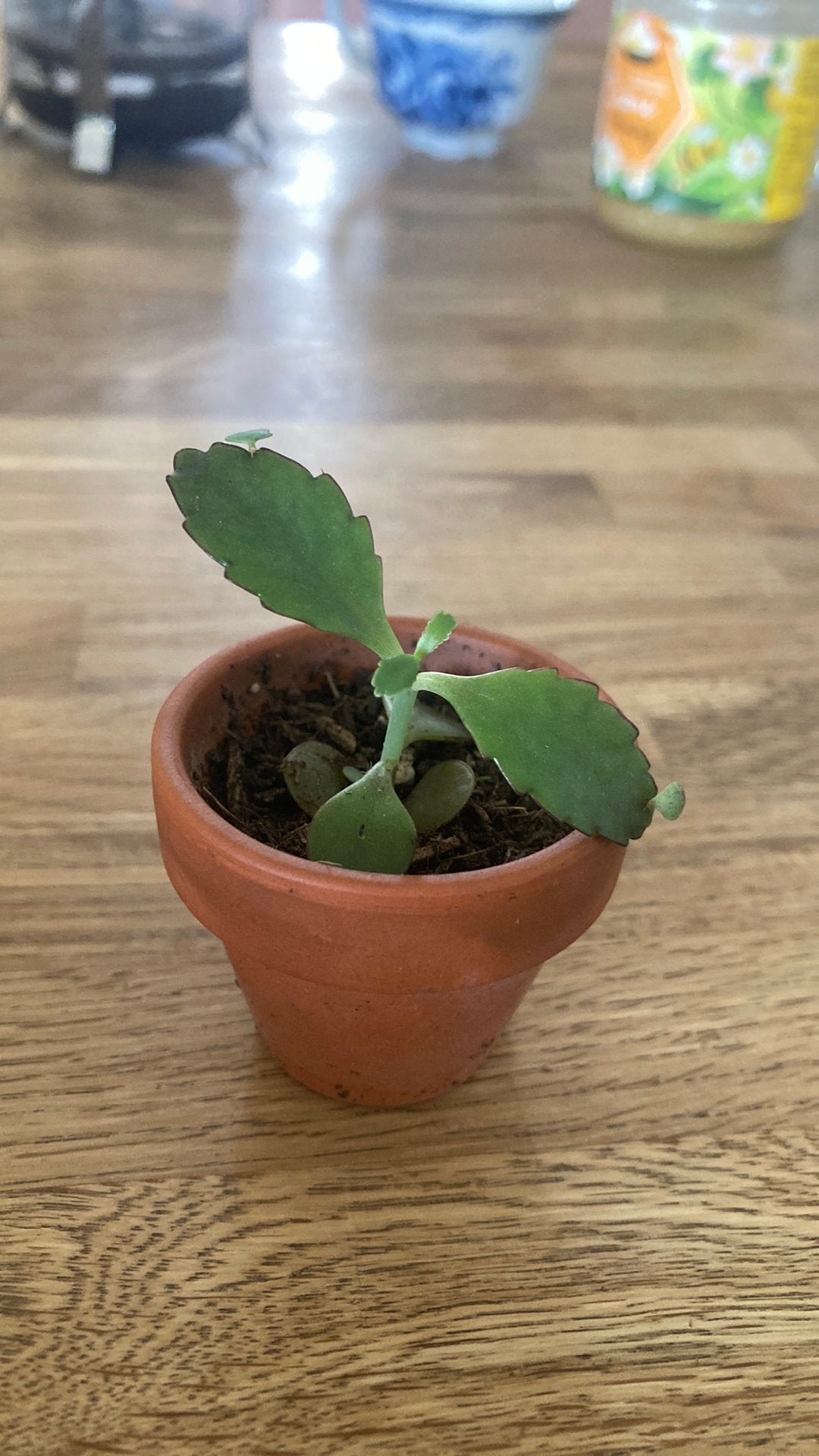 Mini mother of thousands plantje, Ophalen, Vetplant, Halfschaduw, In pot