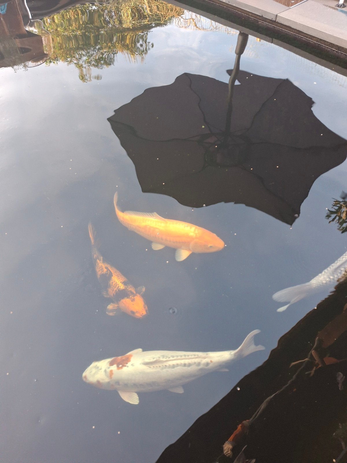 5 Koi karpers 55 - 67cm, Karper of Koi