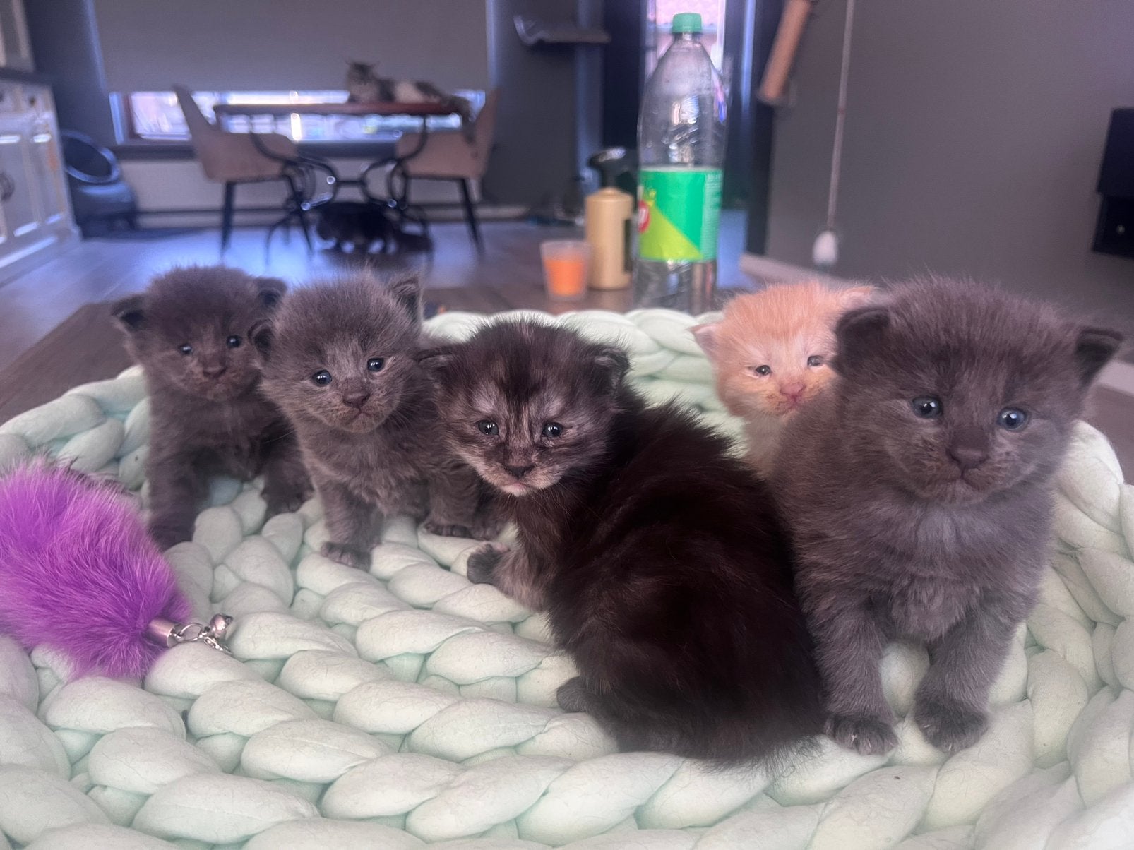 Maine coon kittens, Dieren en Toebehoren, Meerdere dieren, Ontwormd, 0 tot 2 jaar