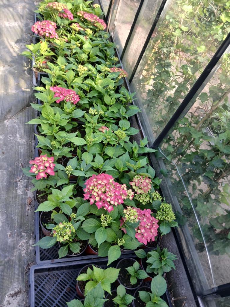 Hortensia, Ophalen of Verzenden, Voorjaar, Halfschaduw, Bloembol
