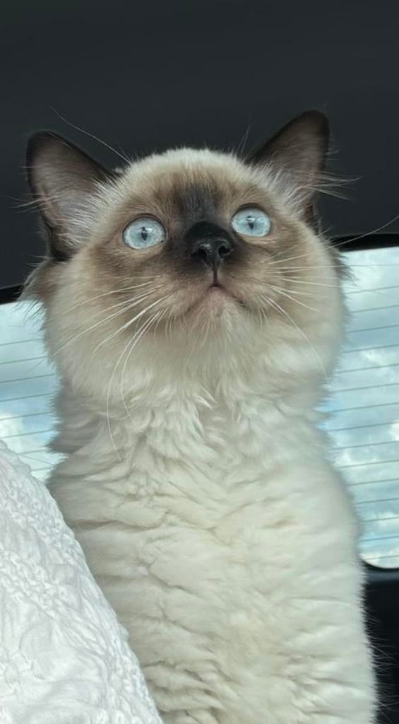 GEZOCHT!! Een ragdoll maatje voor Noah, Dieren en Toebehoren, Katten en Kittens | Dekkaters