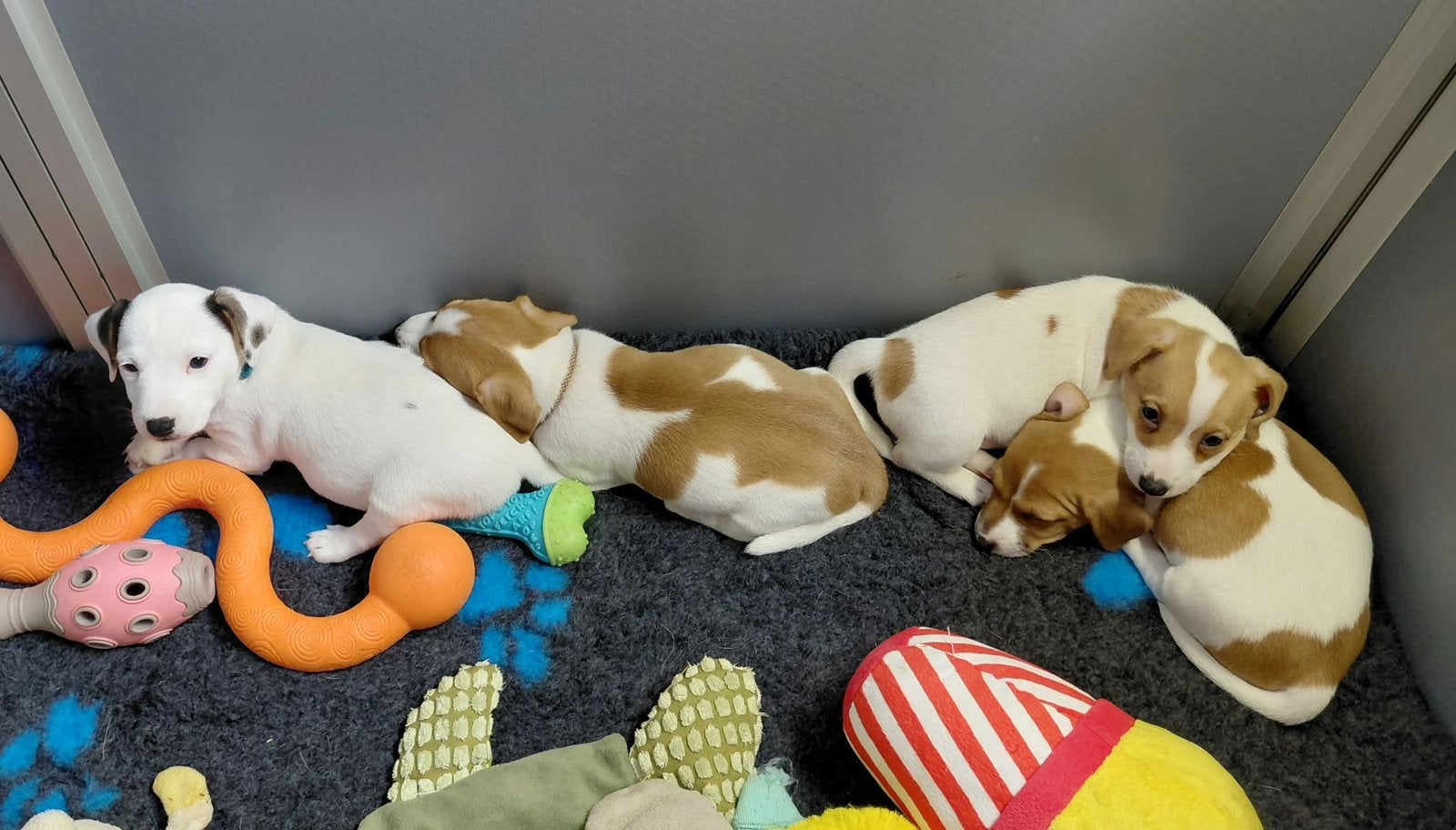Jack Russell pups – 2 reutjes & 2 teefjes, Dieren en Toebehoren, Honden | Jack Russells en Terriërs, Parvo, Jack Russell Terriër