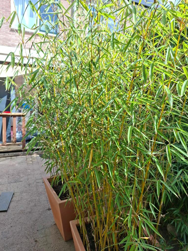 2 x Fargesia bamboe in pot, Tuin en Terras, Ophalen, Bloeit niet, Overige soorten