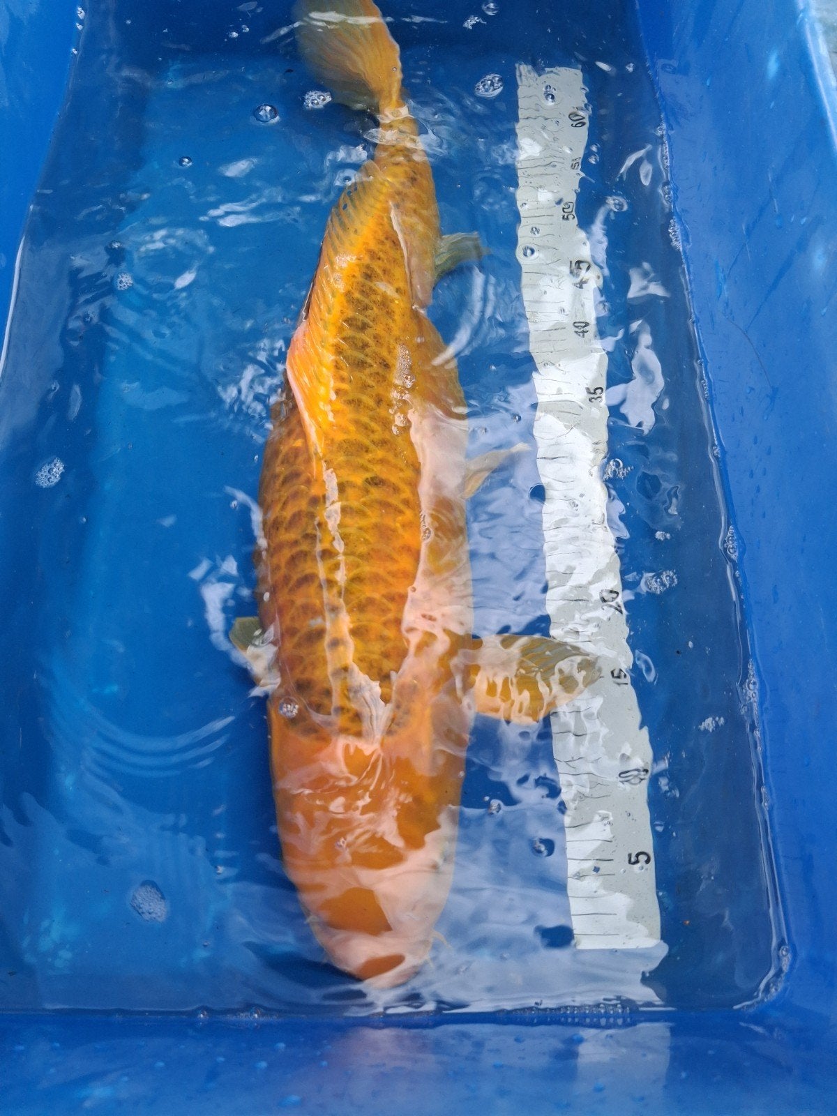 grote koi 70 cm, Dieren en Toebehoren, Karper of Koi