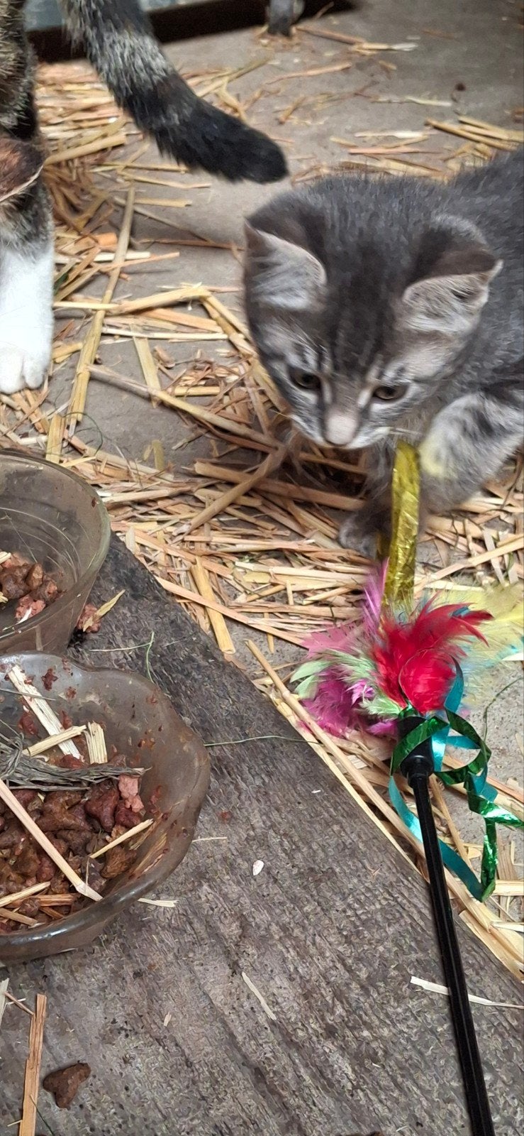 boerderijkittens, Meerdere dieren