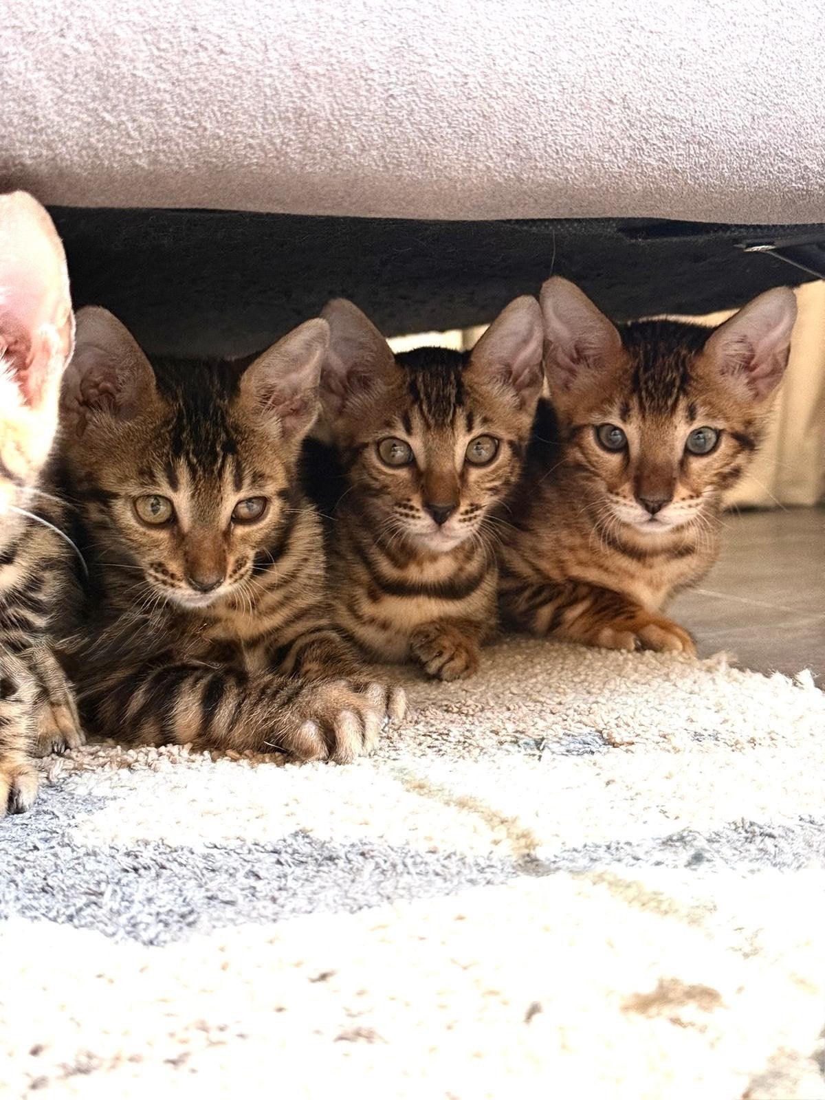 Bengaalse kittens met stamboom te koop geboren op 3-3-2026, Meerdere dieren, Met stamboom, 0 tot 2 jaar