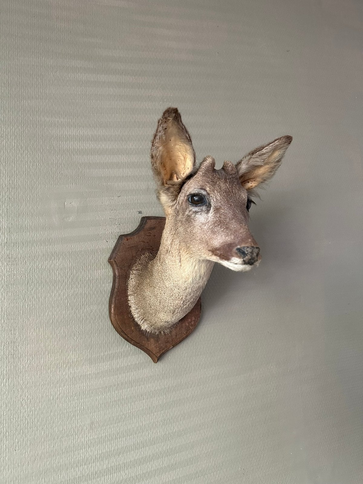 Opgezette ree op schild taxidermie, Verzamelen, Ophalen of Verzenden, Hert, Opgezet dier