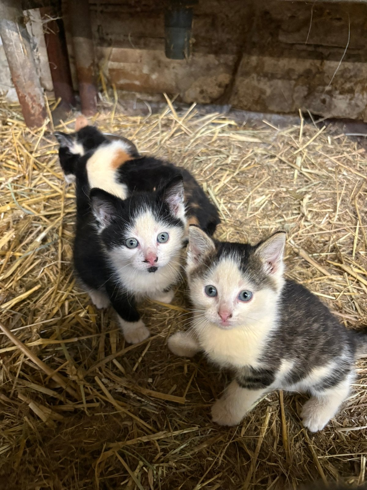 Kittens, Dieren en Toebehoren, Katten en Kittens | Overige Katten, Meerdere dieren