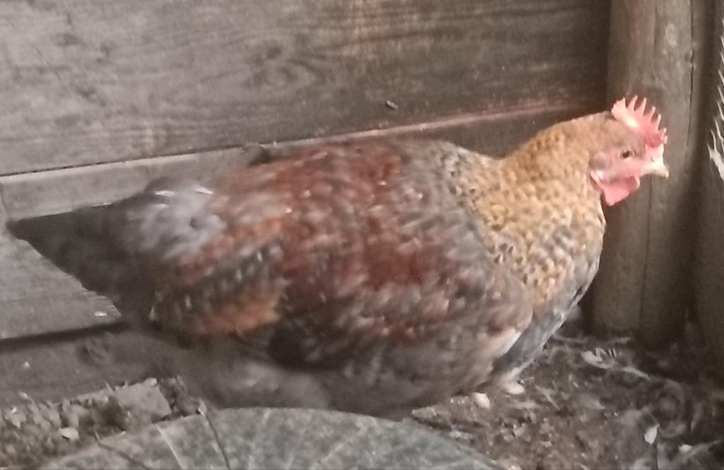 Diverse haantjes te koop., Dieren en Toebehoren, Pluimvee, Mannelijk, Kip