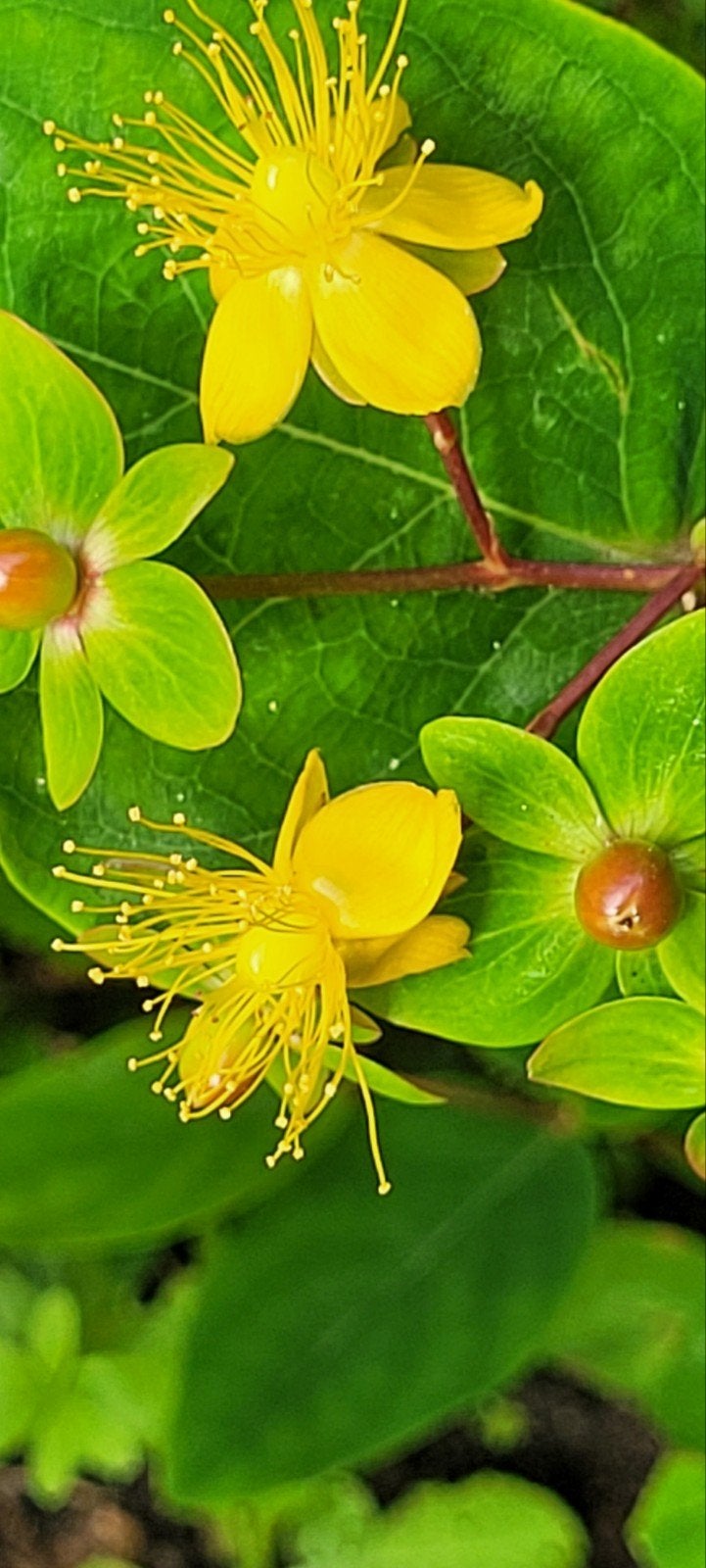 Hypericum ( Hertshooi), Ophalen, Overige soorten, Volle zon
