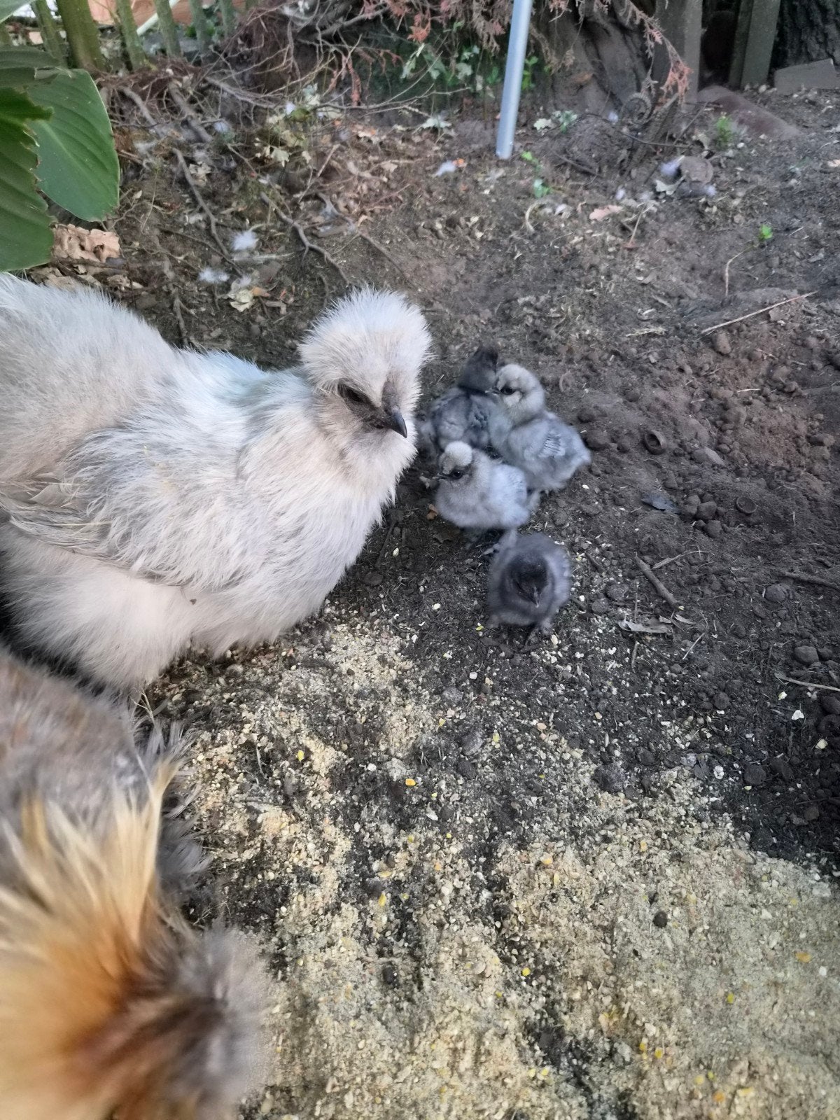 Zijdehoen kuikens, Dieren en Toebehoren, Pluimvee, Geslacht onbekend, Kip