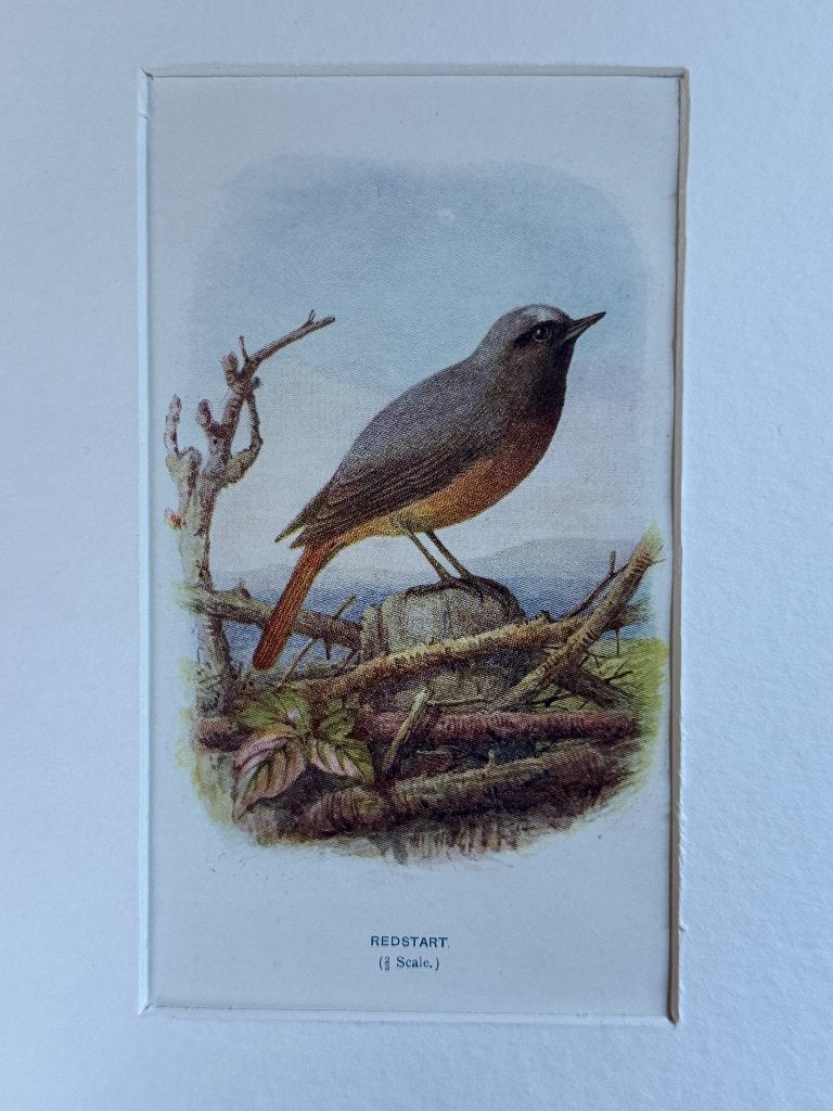 1901 - litho - gewone roodstaart / redstart - P0666-22, Ophalen of Verzenden, Lithografie, 1900 - 1949