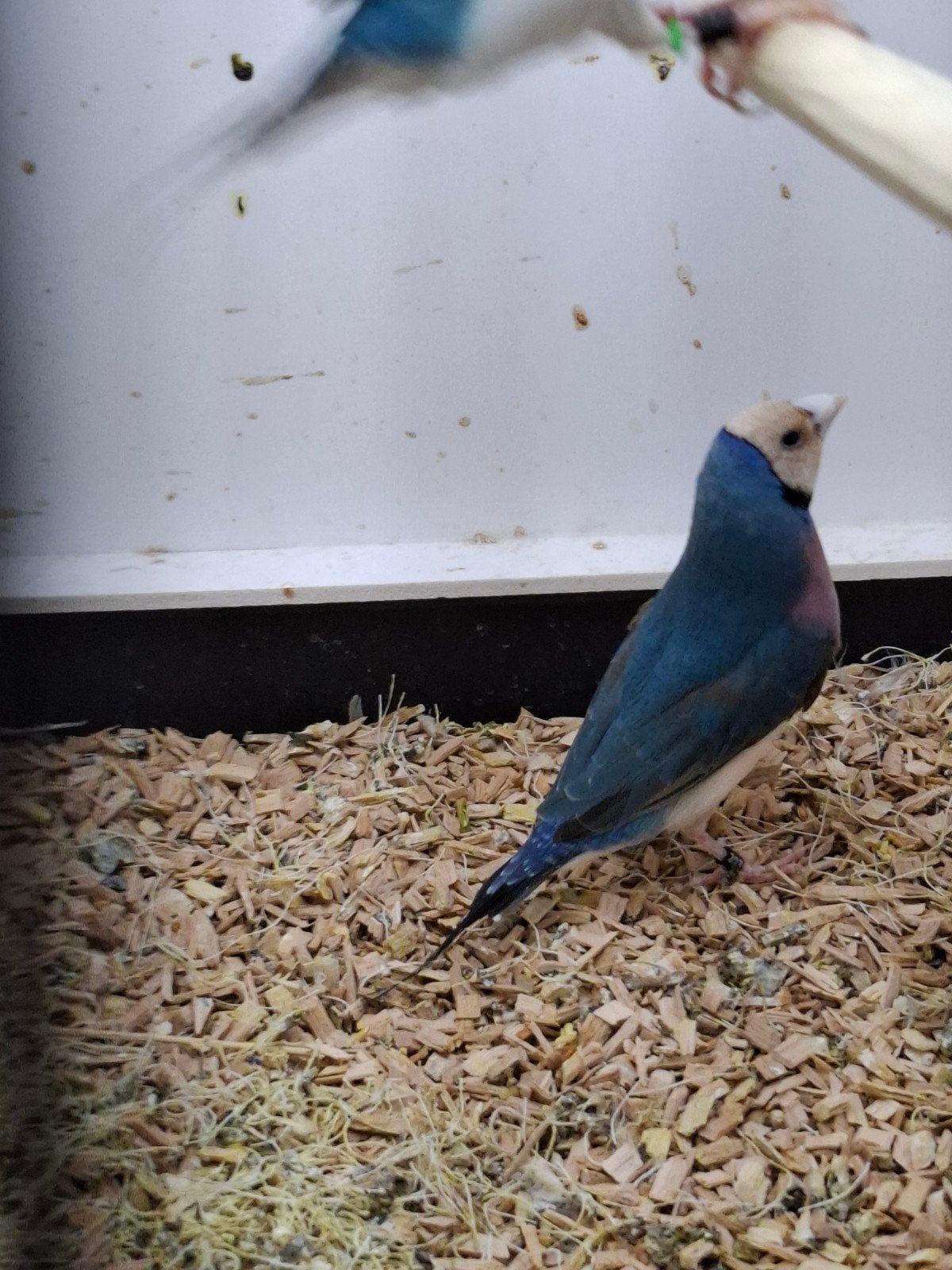 blauwe gouldamadines- 2 koppels., Meerdere dieren, Tropenvogel