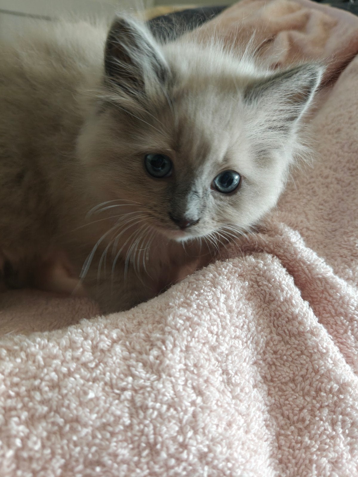 Ragdoll kittens - 2 katertjes, Meerdere dieren