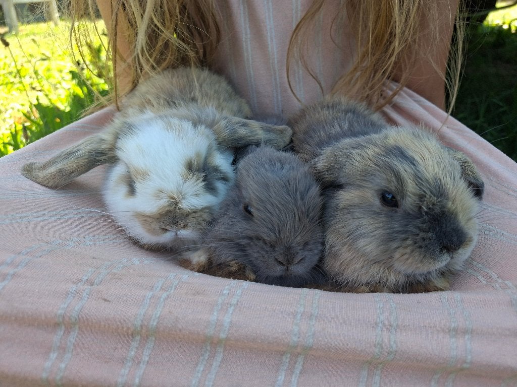 Jonge tamme Konijnen, Dieren en Toebehoren, Konijnen, Meerdere dieren, Middelgroot, Hangoor, 0 tot 2 jaar