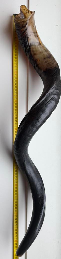 KUDU SHOFAR 82CM ( BLACK)#1 VERKOCHT / SALED, Ophalen of Verzenden, Zo goed als nieuw, Beeldje of Figuurtje