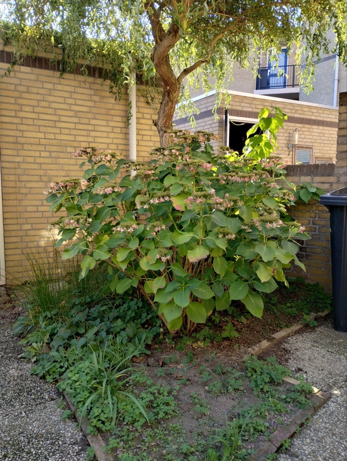 Hortensia (Hydrangea) - Grote, bloeiende struik, Ophalen of Verzenden