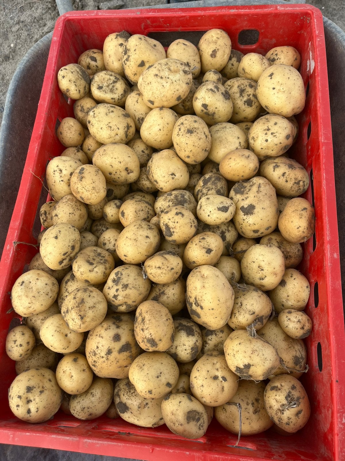 Nieuwe aardappels, Ophalen
