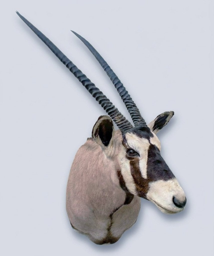 Grote opgezette kop SPIESBOK / GEMSBOK, Verzamelen, Ophalen, Gebruikt, Wild dier, Opgezet dier