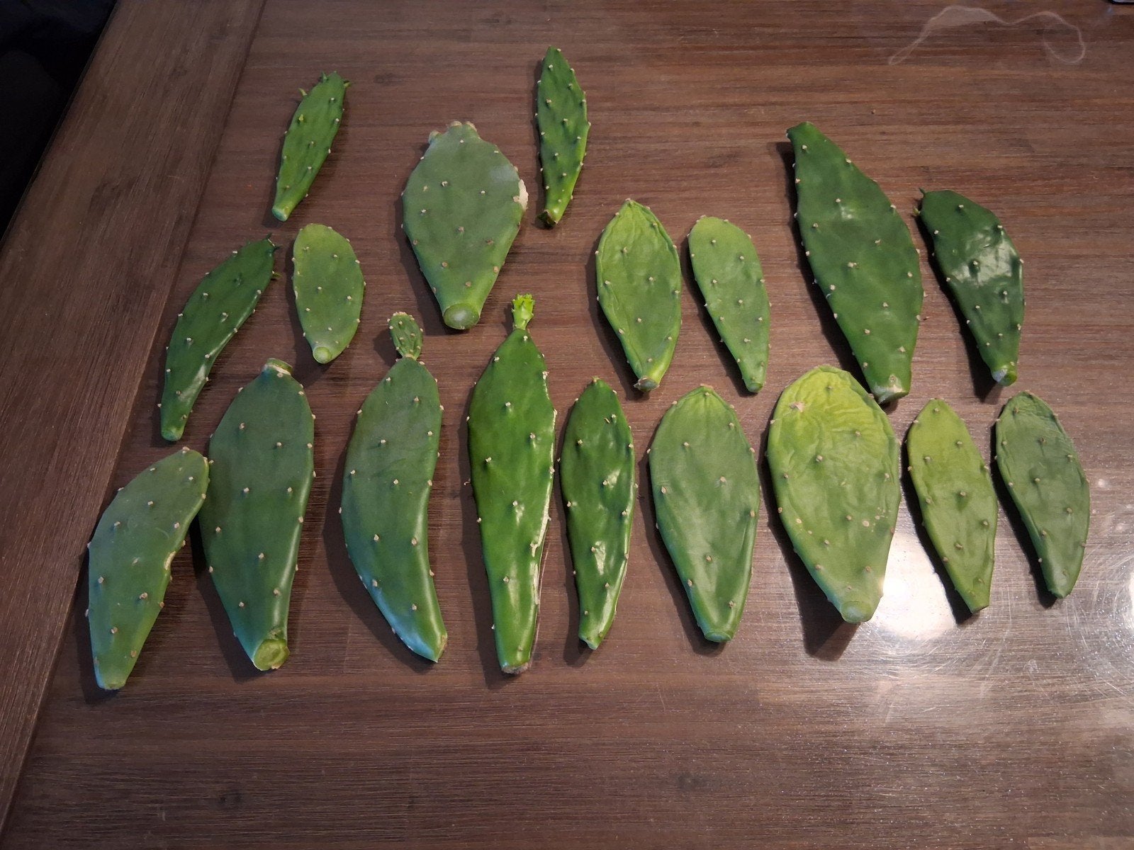 opuntia ficus indica, Huis en Inrichting, Kamerplanten, Ficus, Ophalen of Verzenden, Minder dan 100 cm, Bloeiende kamerplant