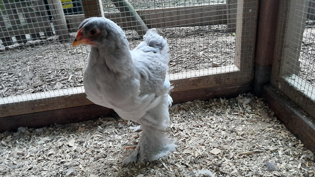 Brahma kuiken haan, Mannelijk, Kip
