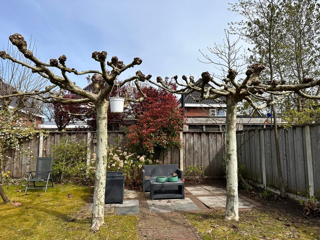 2 Platanen zelf ophalen, Tuin en Terras, Planten | Bomen, Volle zon, Bloeit niet, Leiboom, Ophalen of Verzenden