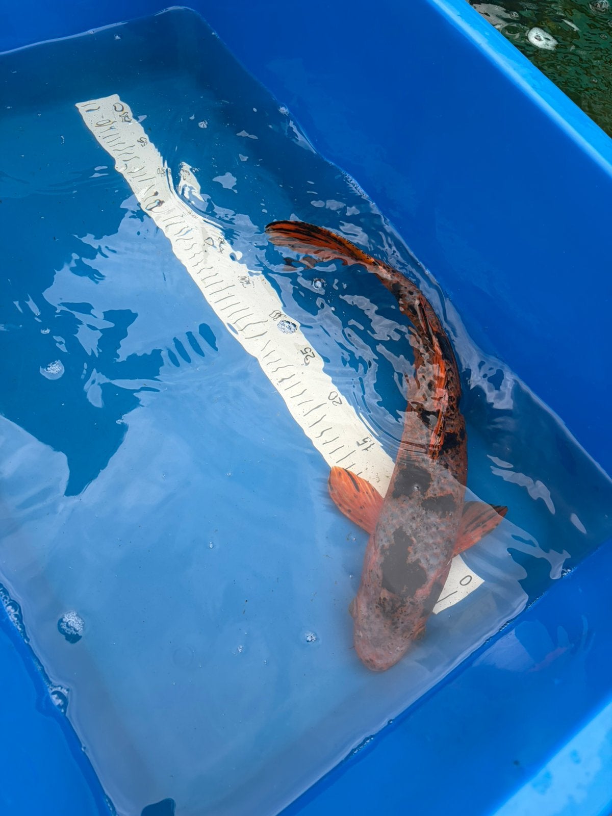 Diverse koi tekoop, Karper of Koi