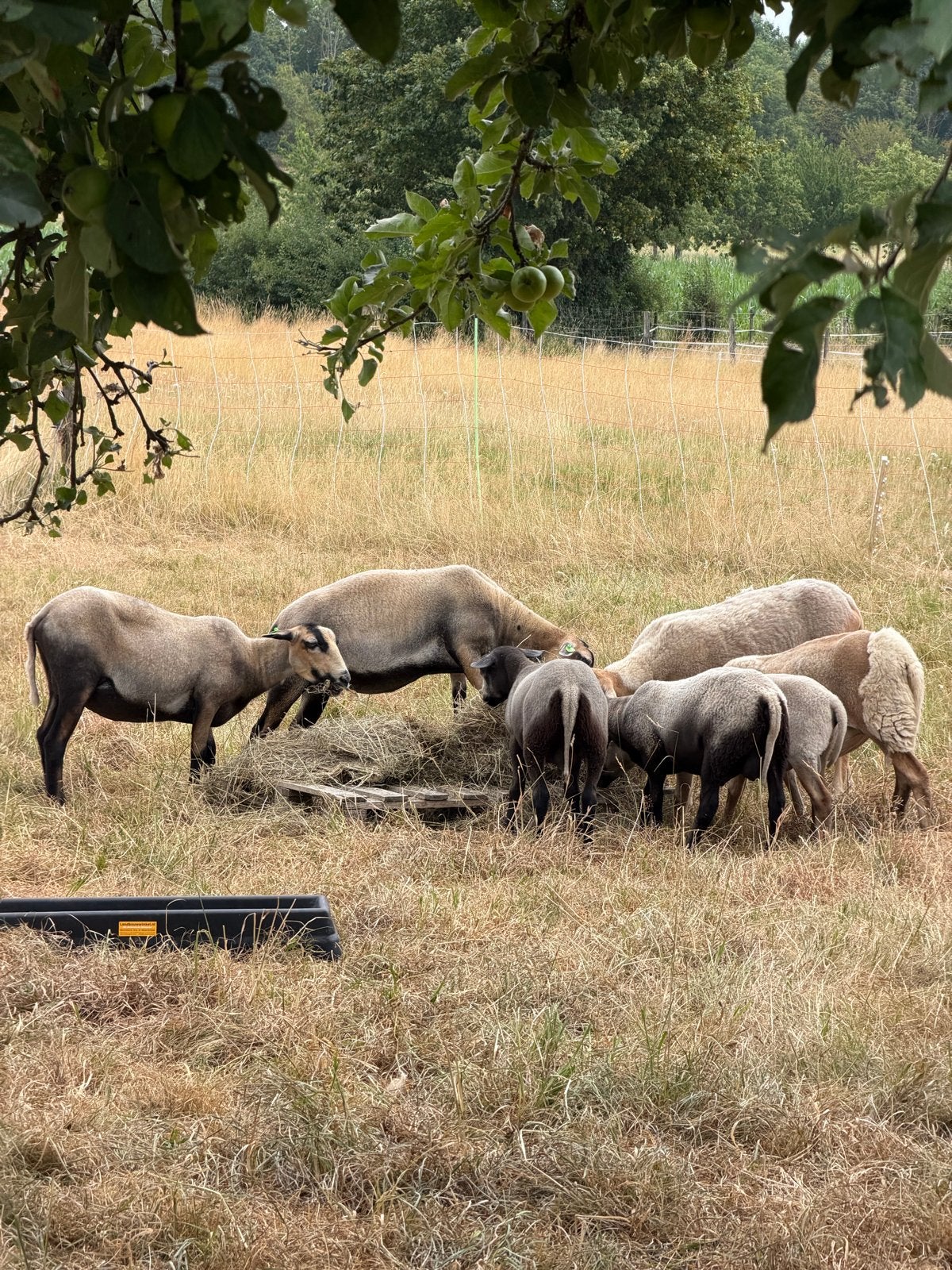 Maasduin rammen, Mannelijk, Schaap