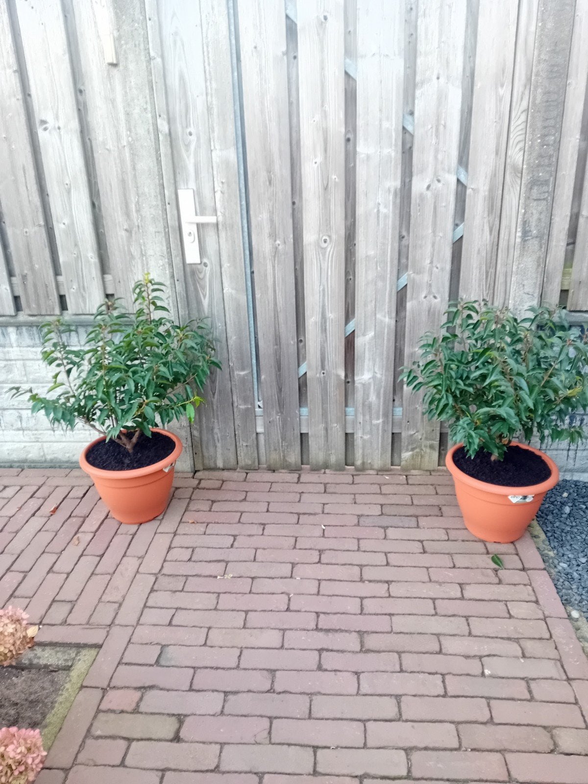2 Portugese laurier in pot, Vaste plant, Halfschaduw, Lente, Ophalen