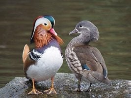 Wildkleur mandarijneend, Dieren en Toebehoren, Pluimvee, Mannelijk, Eend