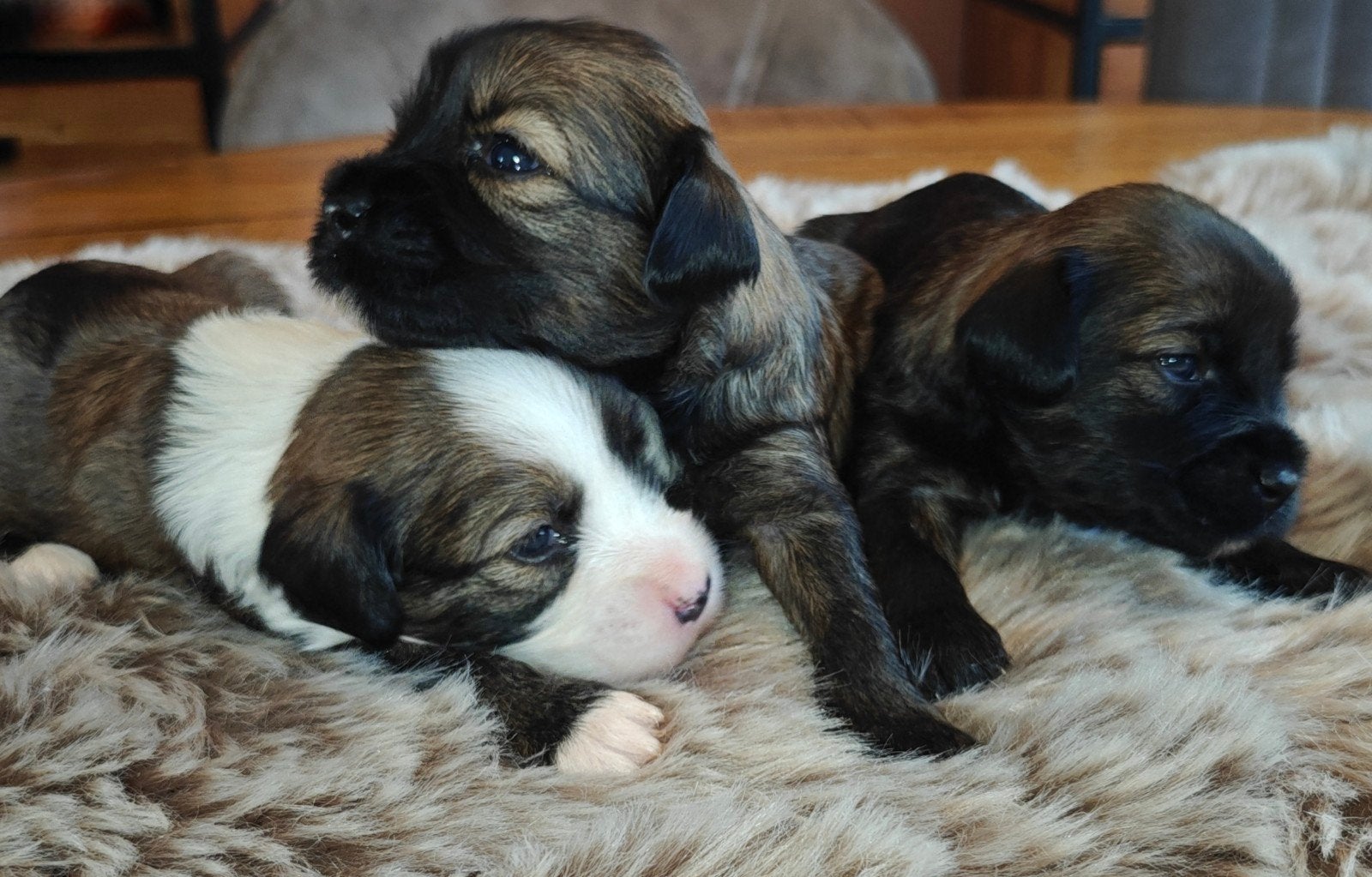 Raszuivere Tibetaanse Terriër pups, Dieren en Toebehoren, Honden | Jack Russells en Terriërs, Overige rassen, 8 tot 15 weken, Meerdere
