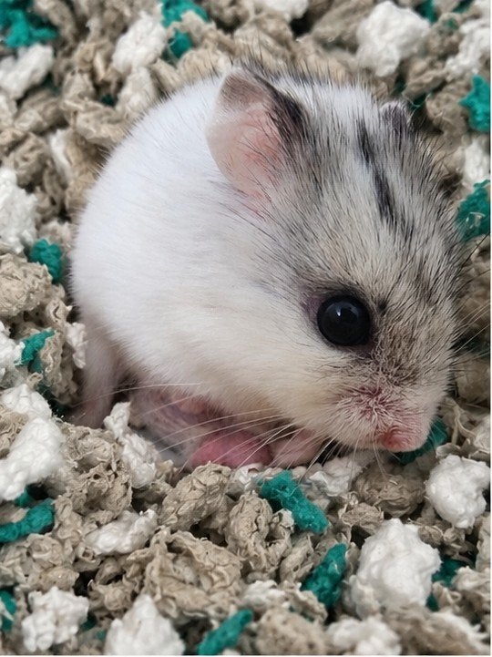 Lieve dwerghamstertjes zoeken een nieuw huisje, Dieren en Toebehoren, Hamster, Meerdere dieren, Tam, September
