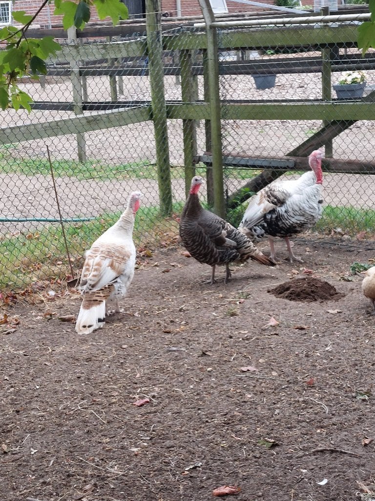 Kalkoenen 2 hennen en 1 haan, Dieren en Toebehoren, Pluimvee, Meerdere dieren, Kalkoen
