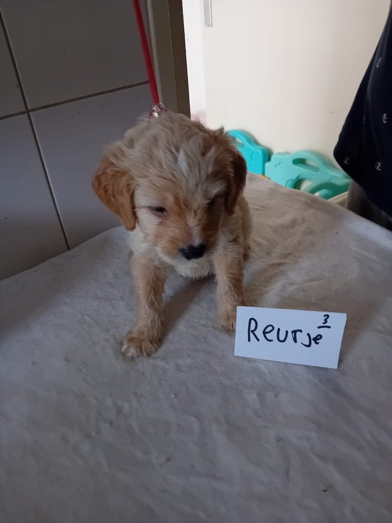 mooie puppy,s labradoodles, Nederland, Overige rassen, 8 tot 15 weken, Meerdere