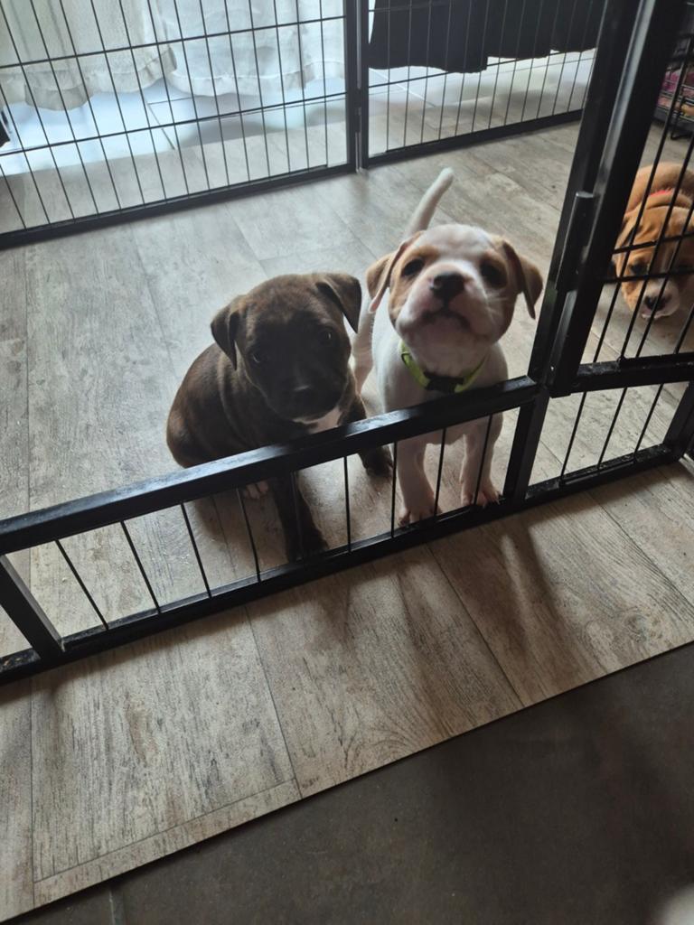 Super mooie engelse staffordshire (Gereserveerd), Parvo, 8 tot 15 weken, Eén hond, Nederland