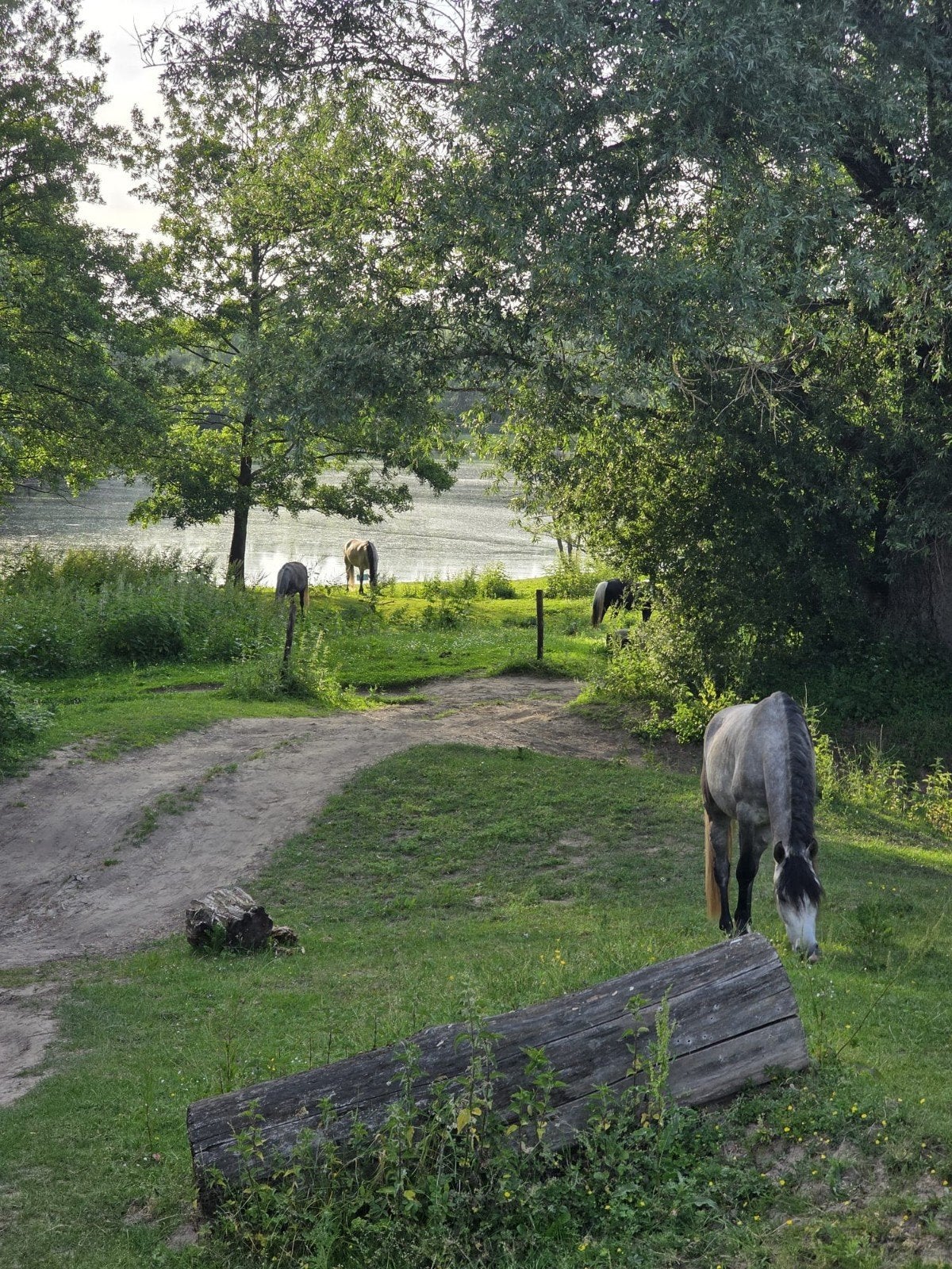 'Stalgenoot' gezocht, Dieren en Toebehoren, Stalling, 1 paard of pony