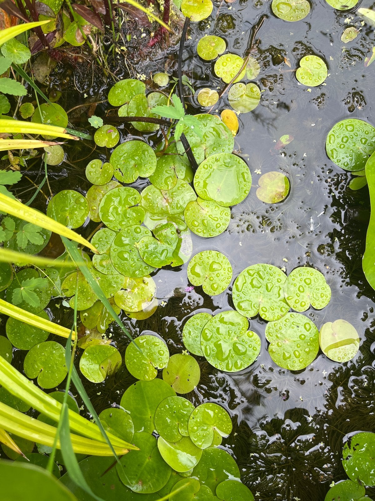 Biologische Kikkerbeet voor vijver of waterpartij, Ophalen, Nieuw