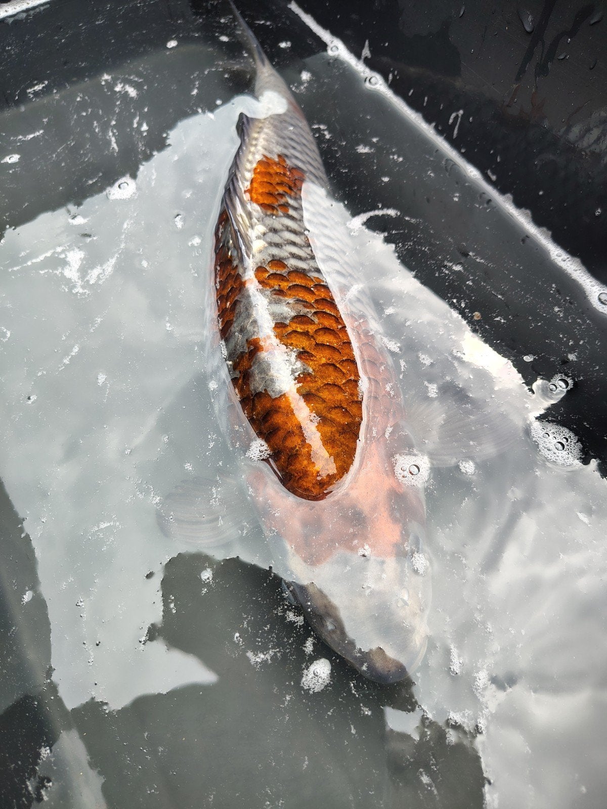 3x Japanse koi, Karper of Koi