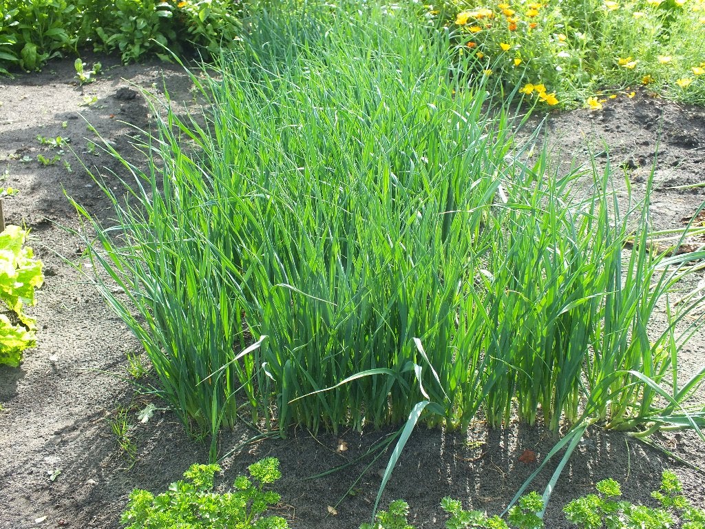 preiplanten, Tuin en Terras, Planten | Tuinplanten, Ophalen, Groenteplanten, Eenjarig, Halfschaduw