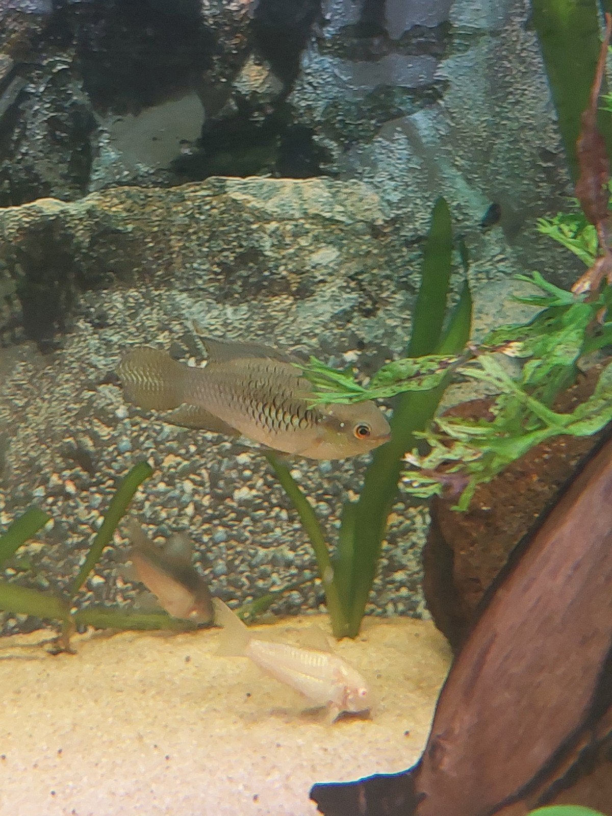 Bewezen koppel Laetacara curviceps, Dieren en Toebehoren, Vis