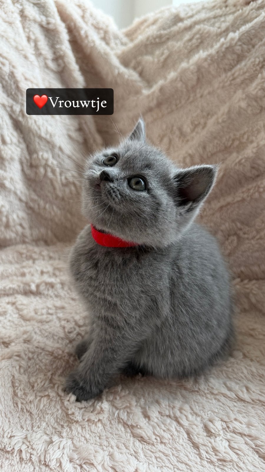 Britse Korthaar kittens, Dieren en Toebehoren, Meerdere dieren, Ontwormd