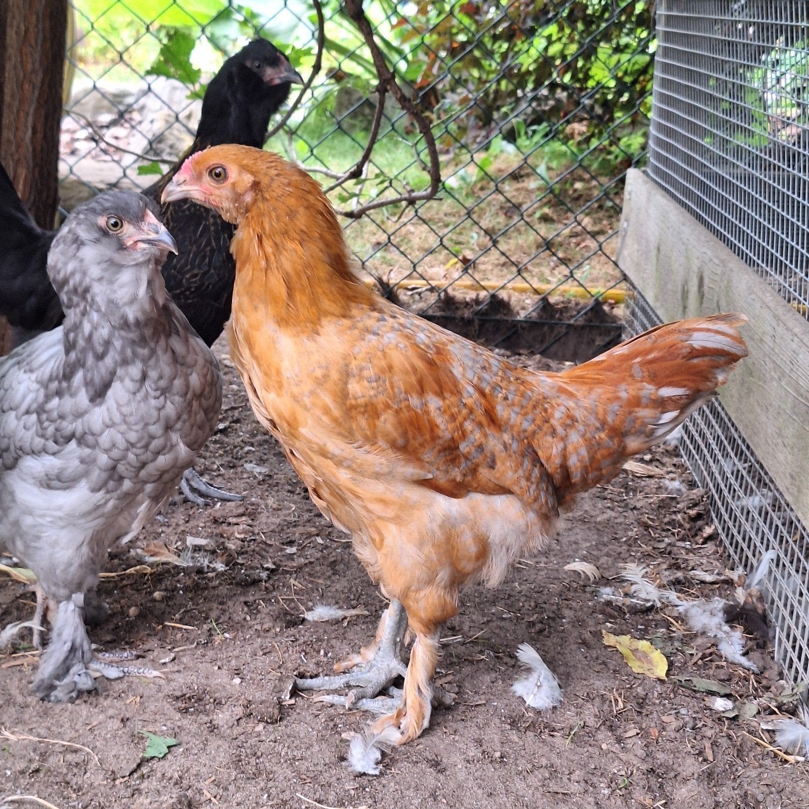 Gratis jonge olijflegger haan zoekt een nieuw thuis, Dieren en Toebehoren, Mannelijk, Kip