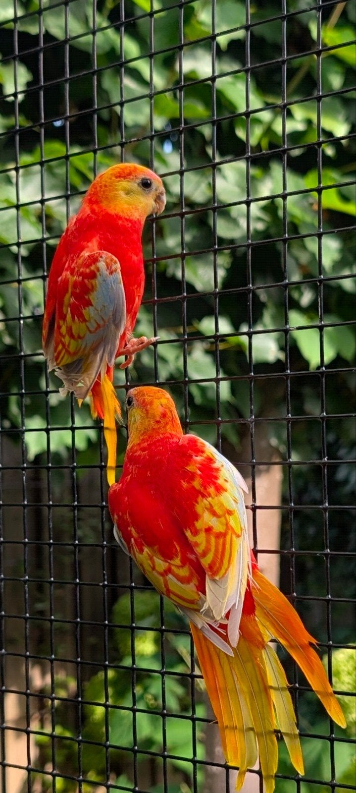 Ruilen opaline dilute, Dieren en Toebehoren, Meerdere dieren, Parkiet