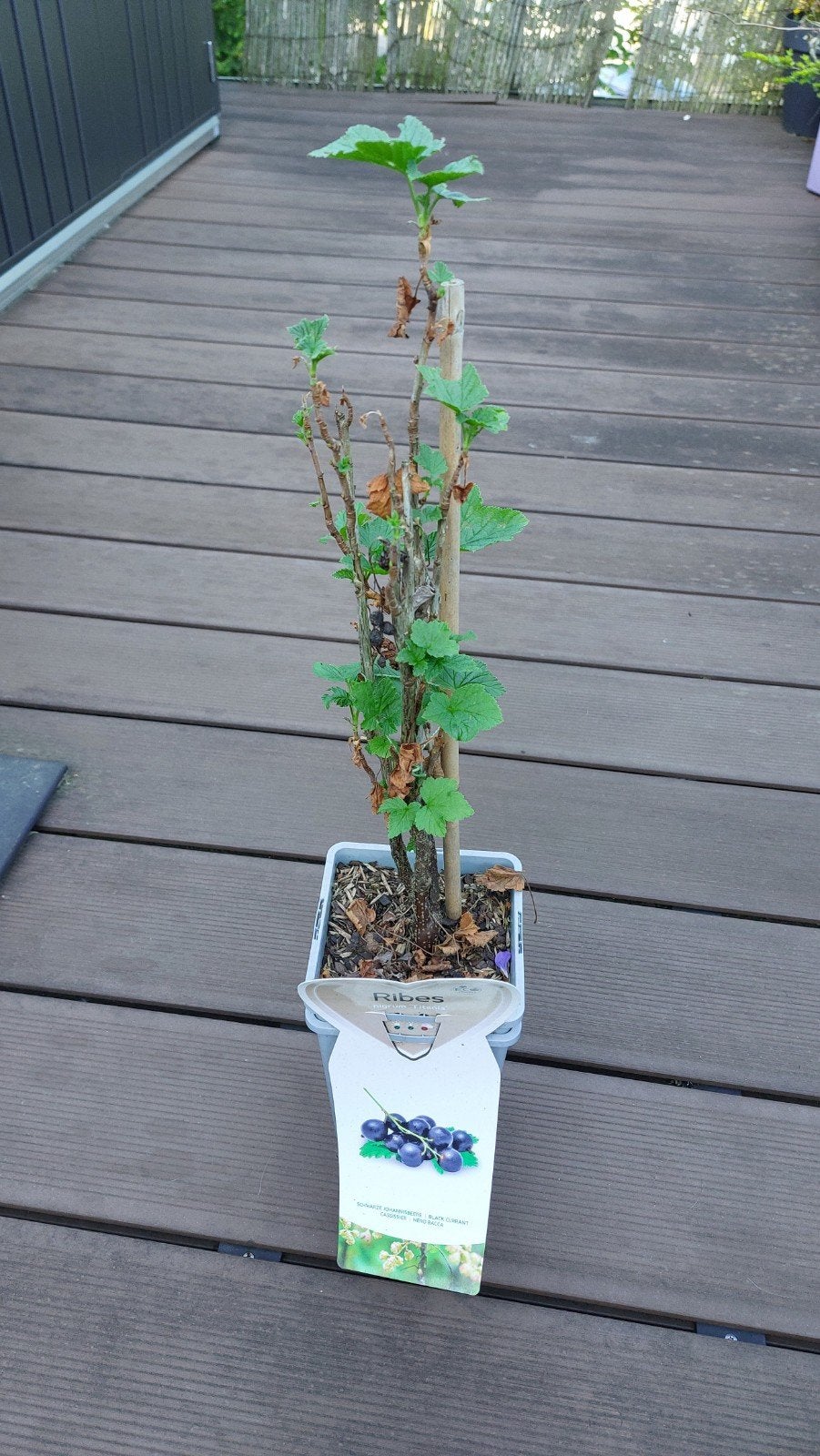 Ribes Nigrum 'Titania' - Zwarte Bessenstruik in pot, Tuin en Terras, Minder dan 100 cm, Lente, Overige soorten, Volle zon