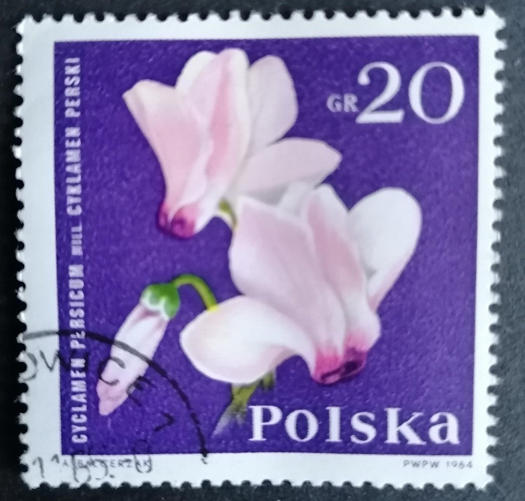 POLEN - cyclaam 1964, Verzenden, Polen, Gestempeld