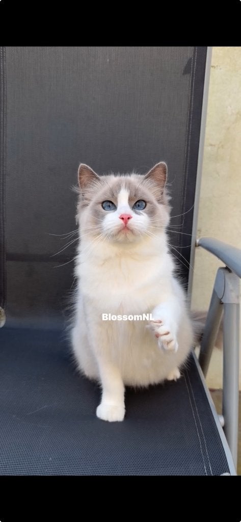 Ragdolls(fok ) poes  🐱, Poes, Met stamboom, 0 tot 2 jaar