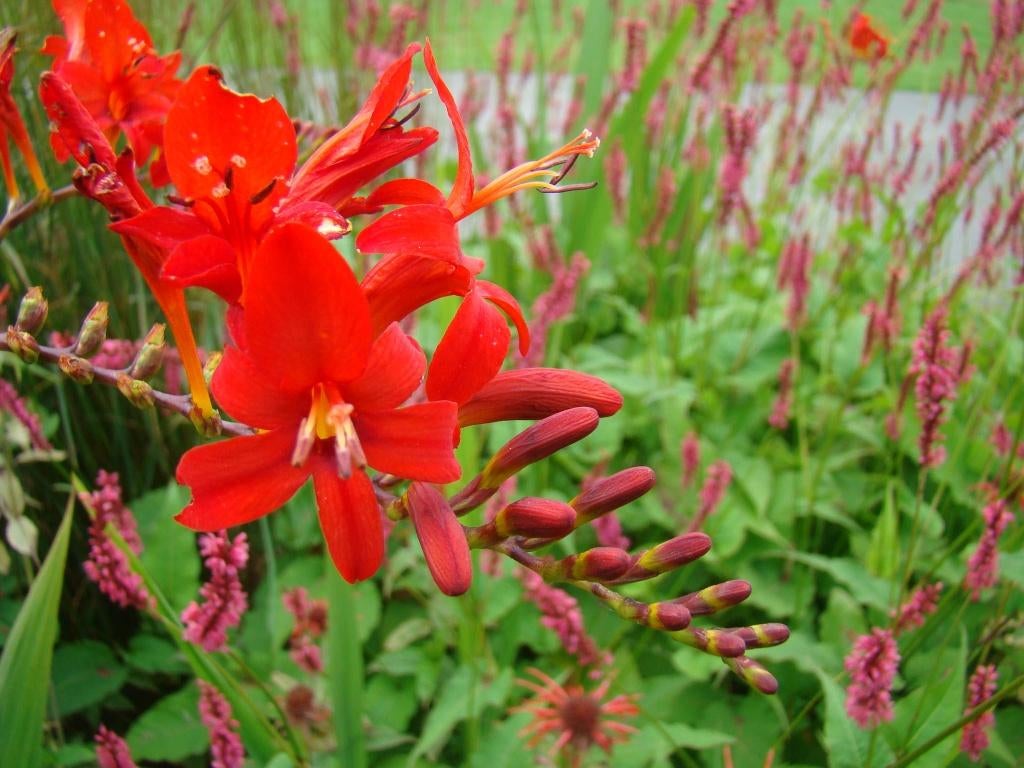 Vaste plant : Crocosmia Lucifer  2 euro, Volle zon, Vaste plant, Zomer, Ophalen