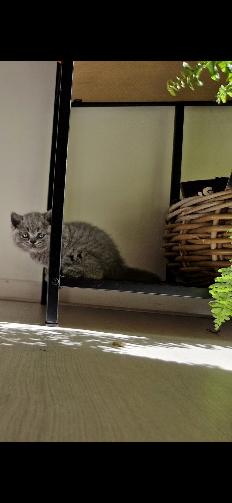 Liefdevol Britse Korthaar ,(licht grijs is gerezerweerd ), Poes, Kortharig, 0 tot 2 jaar
