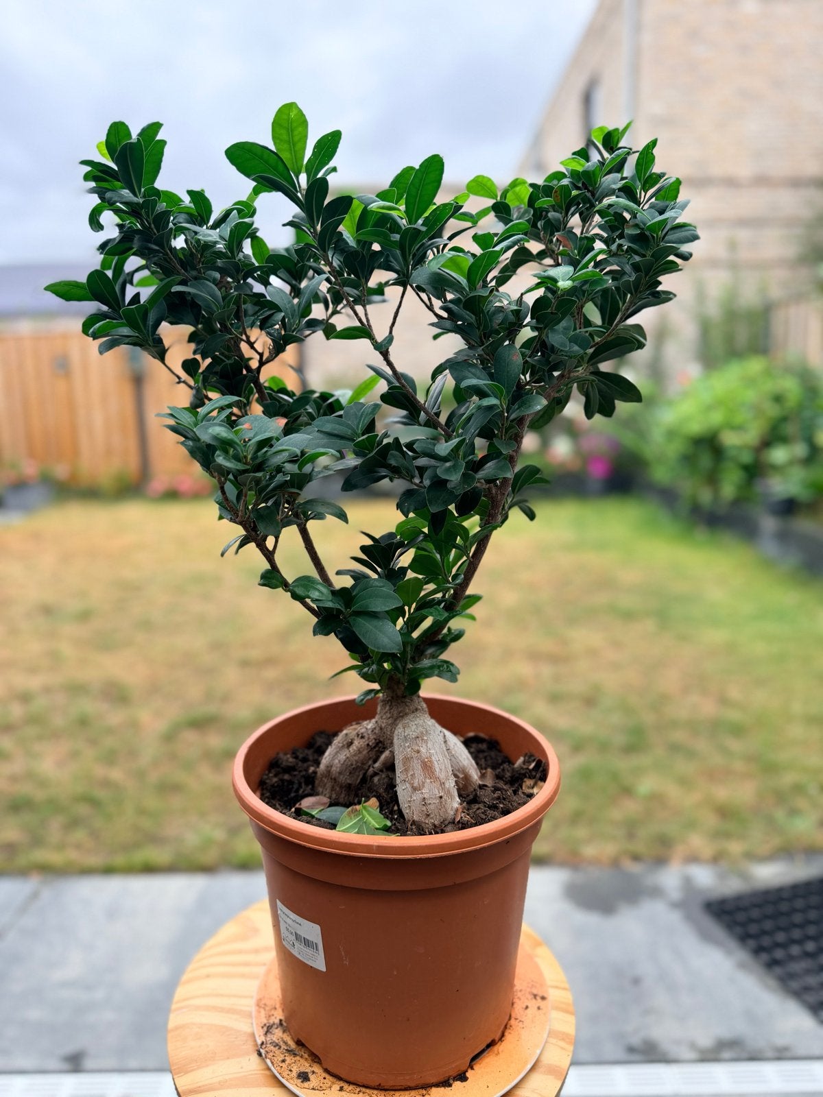 Ficus Ginseng Bonsai - Sterke en onderhoudsvriendelijke plan, Vaste plant, Bloeit niet, Halfschaduw, Ophalen