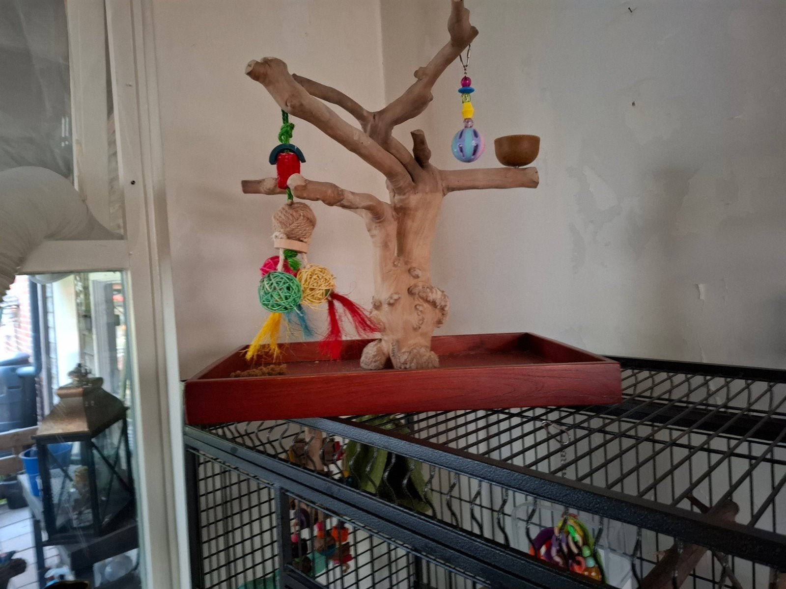 Mooie javaboom, Dieren en Toebehoren, Ophalen, Nieuw, Overige typen